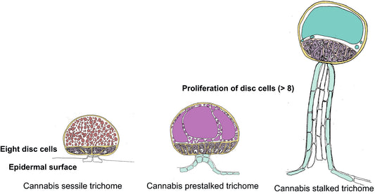 Detailed Breakdown of the Typology of Glandular Trichomes in Cannabis sativa